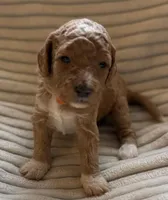 Cedar, a female Miniature Bernedoodle for sale in Copenhagen, NY – Photo 2 of 2