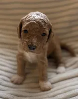 Cedar, a female Miniature Bernedoodle for sale in Copenhagen, NY – Photo 1 of 2