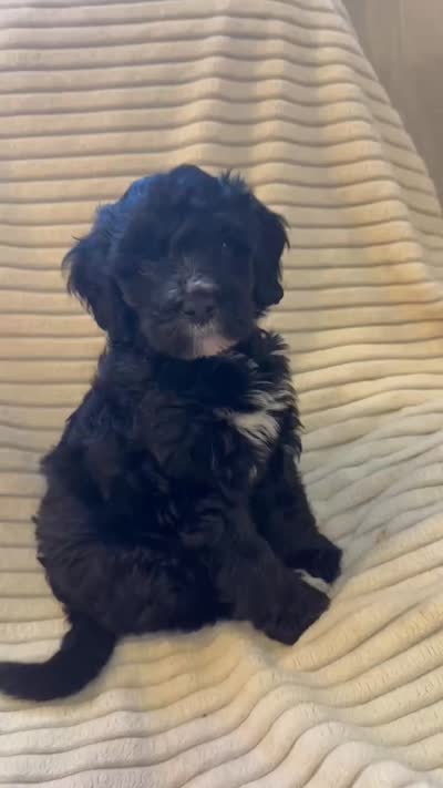 Cypress , a male Miniature Bernedoodle for sale in Copenhagen, NY – 2 of 6
