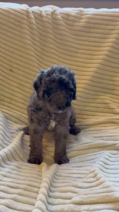 Willow, a female Miniature Bernedoodle for sale in Copenhagen, NY – 3 of 6