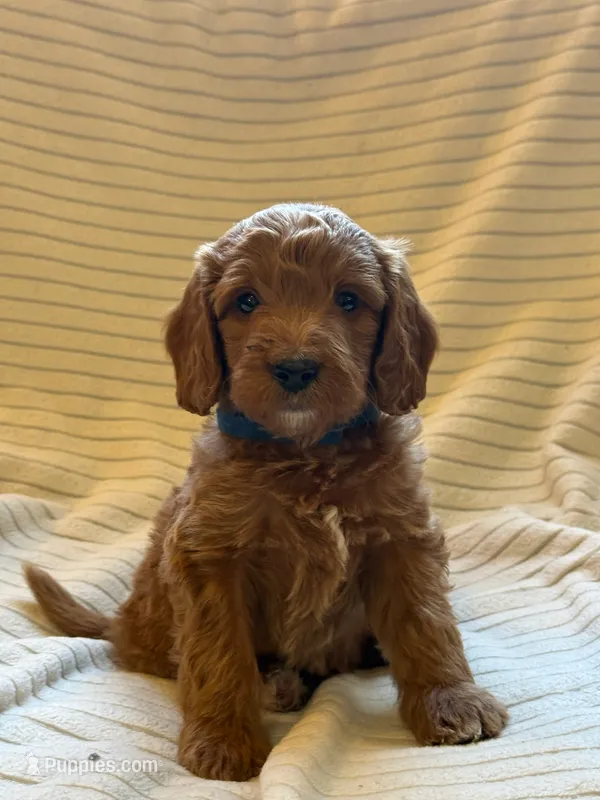 Hickory – Miniature Bernedoodle puppy for sale in Copenhagen, NY