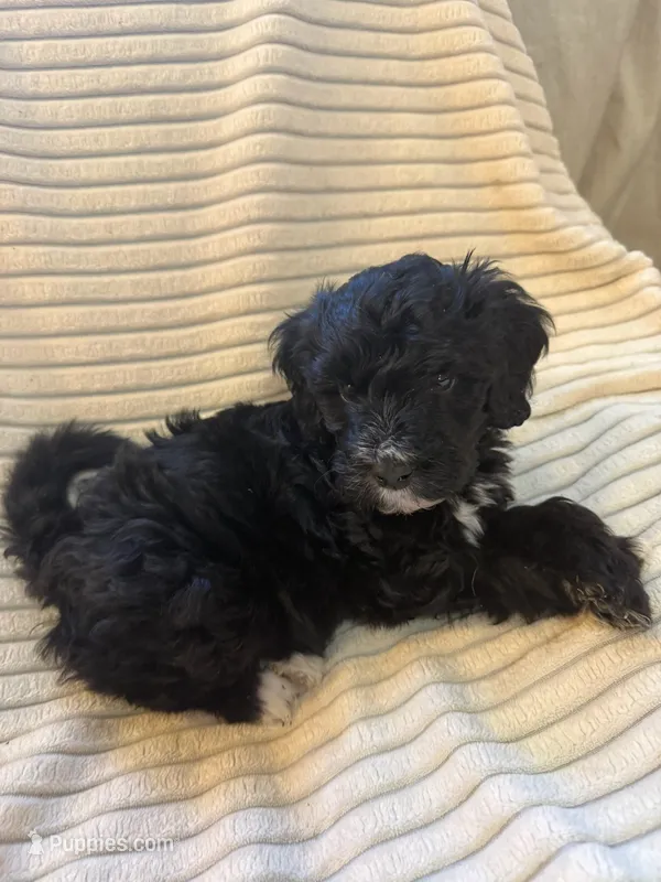 Cypress  – Miniature Bernedoodle puppy for sale in Copenhagen, NY