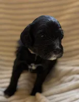 Cypress , a male Miniature Bernedoodle for sale in Copenhagen, NY – Photo 3 of 4