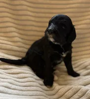 Cypress , a male Miniature Bernedoodle for sale in Copenhagen, NY – Photo 2 of 4