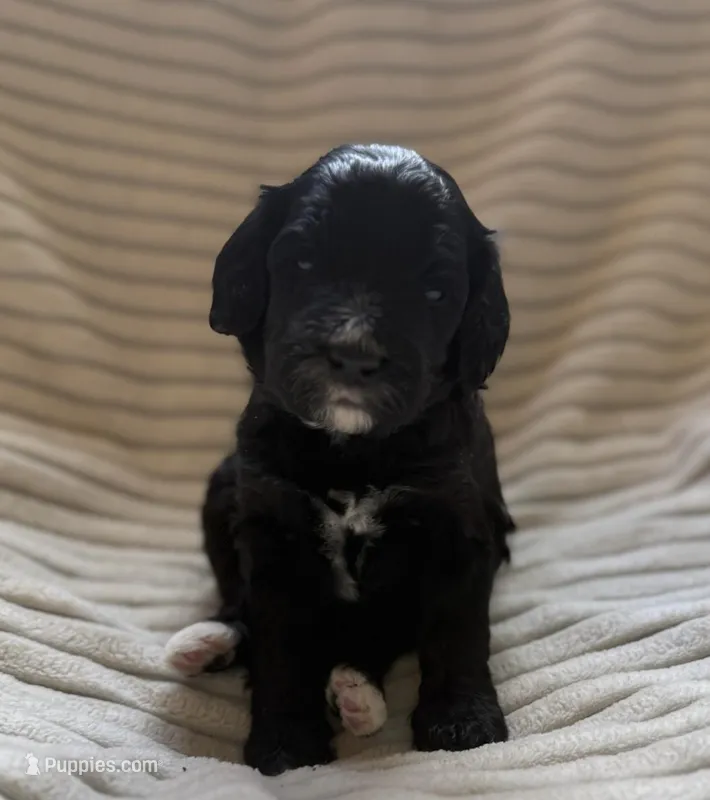 Cypress  – Miniature Bernedoodle puppy for sale in Copenhagen, NY