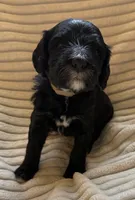 Cypress , a male Miniature Bernedoodle for sale in Copenhagen, NY – Photo 4 of 4