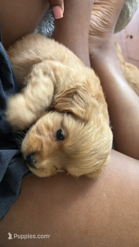 boy 1 – Cavapoo puppy for sale in Detroit, MI