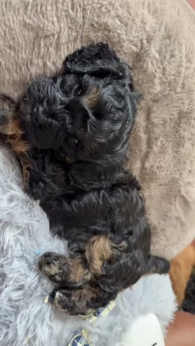 boy 3, a male Cavapoo for sale in Detroit, MI – 6 of 6