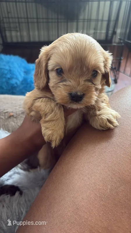 boy 2 – Cavapoo puppy for sale in Detroit, MI