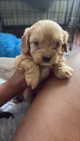 boy 2, a male Cavapoo for sale in Detroit, MI – 1 of 5