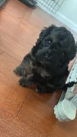 boy 3, a male Cavapoo for sale in Detroit, MI – 3 of 6