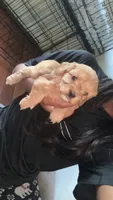 boy 2, a male Cavapoo for sale in Detroit, MI – 3 of 5