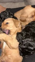 boy 2, a male Cavapoo for sale in Detroit, MI – 5 of 5