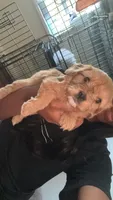 boy 2, a male Cavapoo for sale in Detroit, MI – 4 of 5