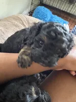 boy 3, a male Cavapoo for sale in Detroit, MI – 5 of 6
