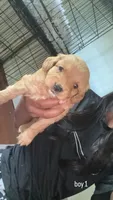 boy 1, a male Cavapoo for sale in Detroit, MI – 3 of 5