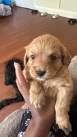 boy 1, a male Cavapoo for sale in Detroit, MI – 2 of 5