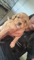 boy 1, a male Cavapoo for sale in Detroit, MI – 4 of 5