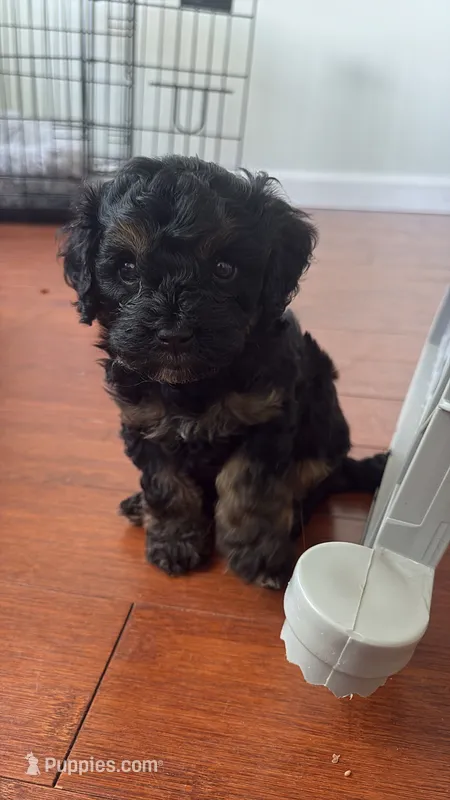 boy 3 – Cavapoo puppy for sale in Detroit, MI