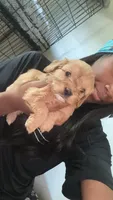boy 2, a male Cavapoo for sale in Detroit, MI – 2 of 5