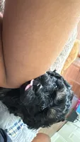 boy 3, a male Cavapoo for sale in Detroit, MI – 4 of 6