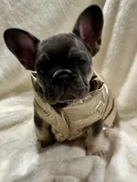 Tamera AKC Fluffy carrier DNA tested, a female French Bulldog for sale in Sebring, FL – 1 of 10