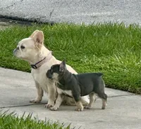 Tamera AKC Fluffy carrier DNA tested, a female French Bulldog for sale in Sebring, FL – 5 of 10