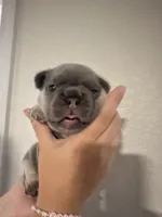 Tamera, a female French Bulldog for sale in Sebring, FL – 3 of 8