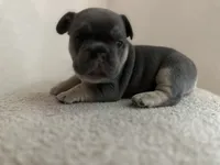 Tamera, a female French Bulldog for sale in Sebring, FL – 2 of 8
