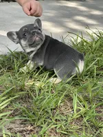 Tamera, a female French Bulldog for sale in Sebring, FL – 7 of 8