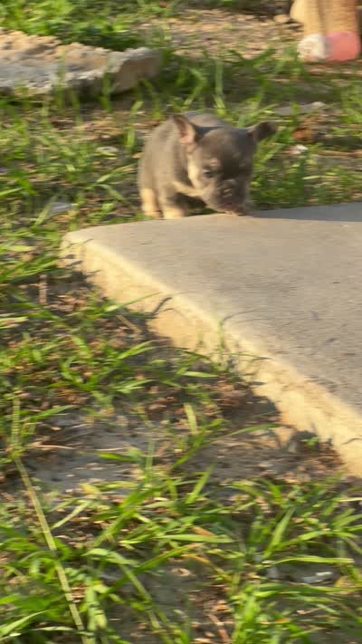 Tamera, a female French Bulldog for sale in Sebring, FL – 8 of 8