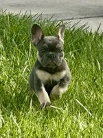 Tamera AKC Fluffy carrier DNA tested, a female French Bulldog for sale in Sebring, FL – 3 of 10