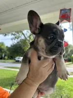 Tamera AKC Fluffy carrier DNA tested, a female French Bulldog for sale in Sebring, FL – 2 of 10