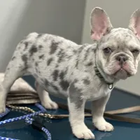 Barbie AKC , a female French Bulldog for sale in Sebring, FL – Photo 4 of 9