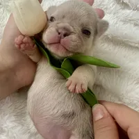 Barbie AKC , a female French Bulldog for sale in Sebring, FL – Photo 8 of 9