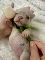 Barbie AKC , a female French Bulldog for sale in Sebring, FL – Photo 8 of 9