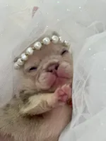 Barbie AKC , a female French Bulldog for sale in Sebring, FL – Photo 7 of 9