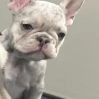 Barbie AKC , a female French Bulldog for sale in Sebring, FL – Photo 5 of 9