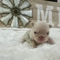 Barbie AKC , a female French Bulldog for sale in Sebring, FL – Photo 6 of 9