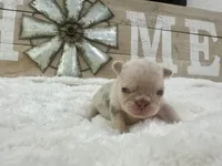 Barbie AKC , a female French Bulldog for sale in Sebring, FL – Photo 6 of 9
