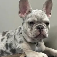 Barbie AKC , a female French Bulldog for sale in Sebring, FL – Photo 1 of 9