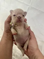 Barbie AKC , a female French Bulldog for sale in Sebring, FL – Photo 9 of 9