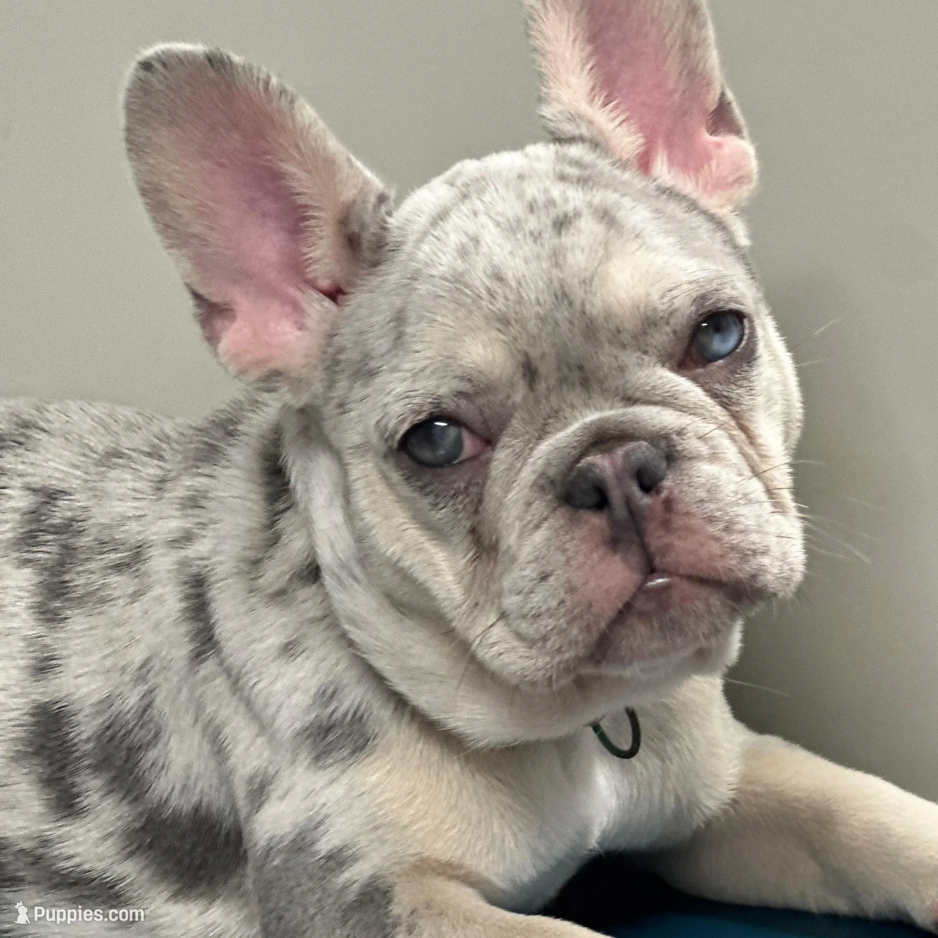 Barbie AKC , a female French Bulldog for sale in Sebring, FL – Photo 2 of 9