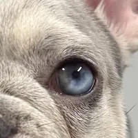 Barbie AKC , a female French Bulldog for sale in Sebring, FL – Photo 3 of 9