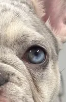 Barbie AKC , a female French Bulldog for sale in Sebring, FL – Photo 3 of 9