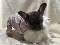 Tamera AKC Fluffy carrier DNA tested, a female French Bulldog for sale in Sebring, FL – 4 of 10