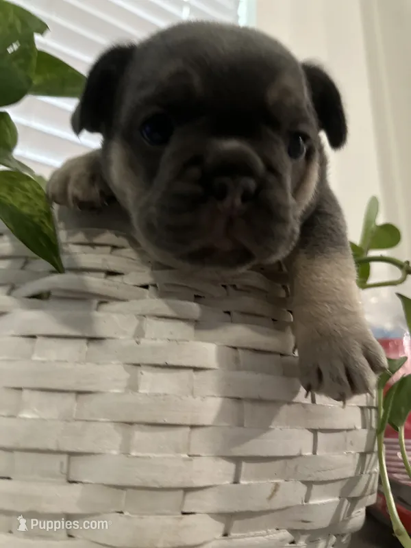 Tamera – French Bulldog puppy for sale in Sebring, FL