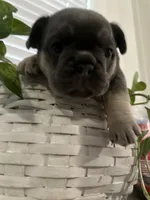 Tamera, a female French Bulldog for sale in Sebring, FL – 1 of 8
