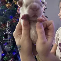 Kourtney fluffy big rope, a female French Bulldog for sale in Sebring, FL – Photo 5 of 9