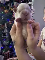 Kourtney fluffy big rope, a female French Bulldog for sale in Sebring, FL – Photo 6 of 10